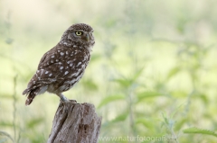 193 Steinkauz - Athene noctua