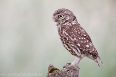 195 Steinkauz - Athene noctua