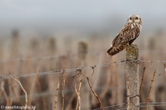 115 Sumpfohreule - Asio flammeus