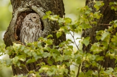 177 Waldkauz - Strix aluco