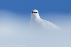 26 Alpenschneehuhn - Lagopus muta