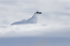 27 Alpenschneehuhn - Lagopus muta