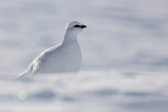 28 Alpenschneehuhn - Lagopus muta