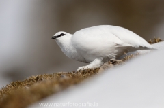 29 Alpenschneehuhn - Lagopus muta