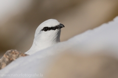 30 Alpenschneehuhn - Lagopus muta