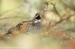 13 Haselhuhn - Tetrastes bonasia