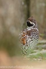 7 Haselhuhn - Tetrastes bonasia