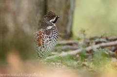6 Haselhuhn - Tetrastes bonasia