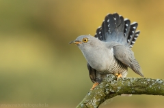 Kuckucksvögel, Tauben