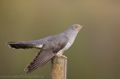 3 Kuckuck - Cuculus canorus