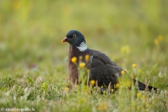 9 Ringeltaube - Columba palumbus