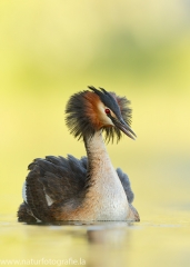 Lappentaucher, Pelikane