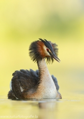 Vögel &raquo; Lappentaucher, Pelikane