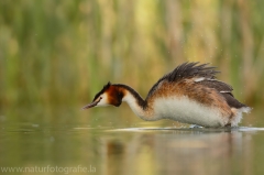 56 Haubentaucher - Podiceps cristatus