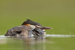 8 Haubentaucher - Podiceps cristatus