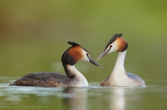 9 Haubentaucher - Podiceps cristatus