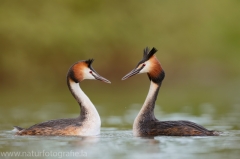 10 Haubentaucher - Podiceps cristatus