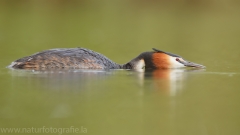 11 Haubentaucher - Podiceps cristatus