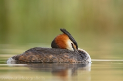 12 Haubentaucher - Podiceps cristatus