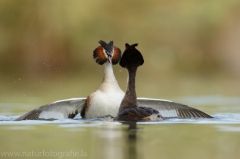 13 Haubentaucher - Podiceps cristatus