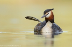 14 Haubentaucher - Podiceps cristatus