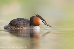 15 Haubentaucher - Podiceps cristatus