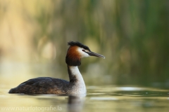 16 Haubentaucher - Podiceps cristatus