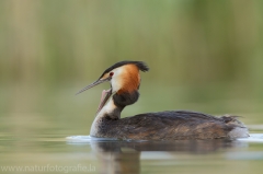 18 Haubentaucher - Podiceps cristatus