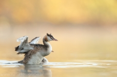 89 Haubentaucher - Podiceps cristatus