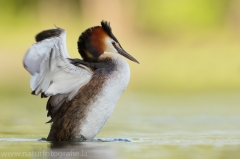 19 Haubentaucher - Podiceps cristatus