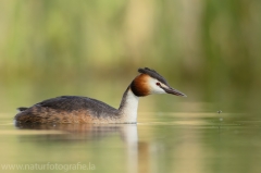 20 Haubentaucher - Podiceps cristatus