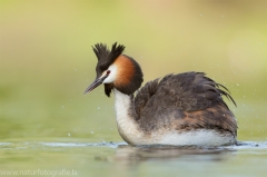 1 Haubentaucher - Podiceps cristatus