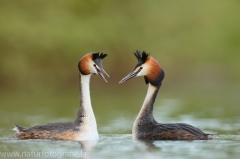 2 Haubentaucher - Podiceps cristatus