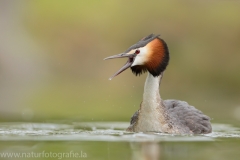 3 Haubentaucher - Podiceps cristatus