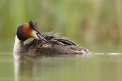 4 Haubentaucher - Podiceps cristatus