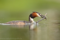 5 Haubentaucher - Podiceps cristatus