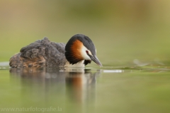 6 Haubentaucher - Podiceps cristatus