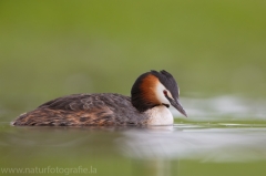 7 Haubentaucher - Podiceps cristatus