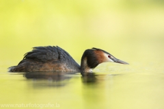 57 Haubentaucher - Podiceps cristatus