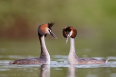 64 Haubentaucher - Podiceps cristatus