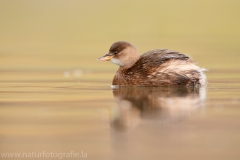 72 Zwergtaucher - Tachybaptus ruficollis