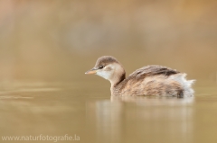 66 Zwergtaucher - Tachybaptus ruficollis