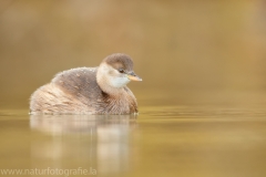 67 Zwergtaucher - Tachybaptus ruficollis