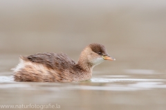 68 Zwergtaucher - Tachybaptus ruficollis