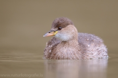 71 Zwergtaucher - Tachybaptus ruficollis