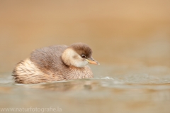 74 Zwergtaucher - Tachybaptus ruficollis