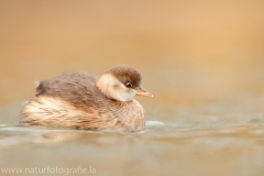 73 Zwergtaucher - Tachybaptus ruficollis