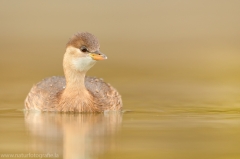 82 Zwergtaucher - Tachybaptus ruficollis