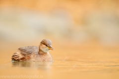 83 Zwergtaucher - Tachybaptus ruficollis