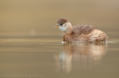 84 Zwergtaucher - Tachybaptus ruficollis